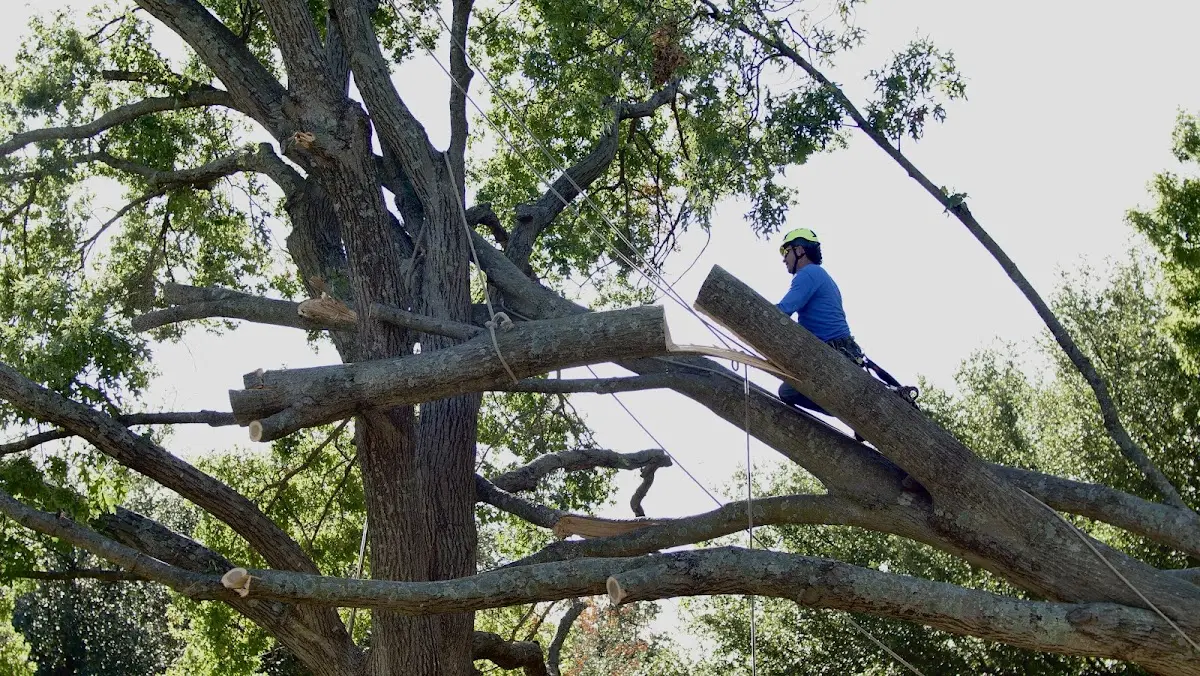 Professional Hazardous Tree Removal performed by certified arborists in Olivia